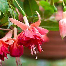 Fuchsia Rousalien 3 fuchsias retombants bicentennial - les 3 pots / ø 9cm | Truffaut