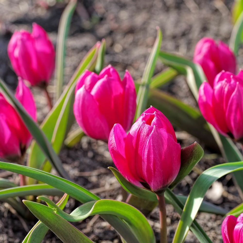 Tulipe botanique 'violacea black base' bulbe calibre 6+ (par 15)