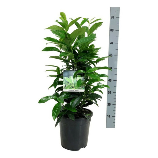 Laurier-cerise genolia 60/80cm pot 6l - prunus laurocerasus genolia