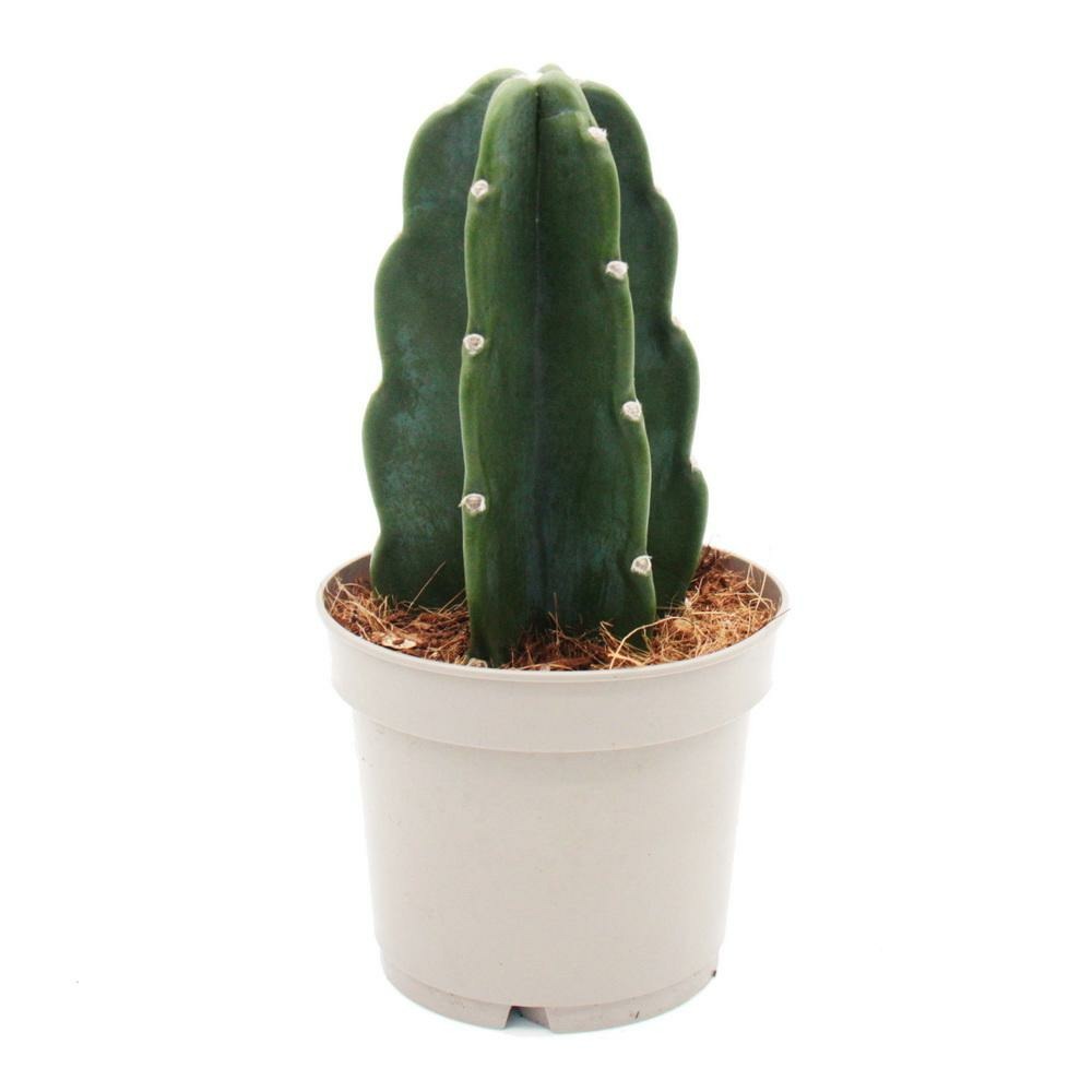 Cactus en peluche - le cactus  cliner - sans pines - nouveaut - pot de  12cm | Truffaut