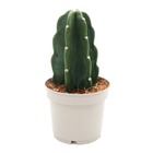 Cactus en peluche - le cactus à câliner - sans épines - nouveauté - pot de 12cm