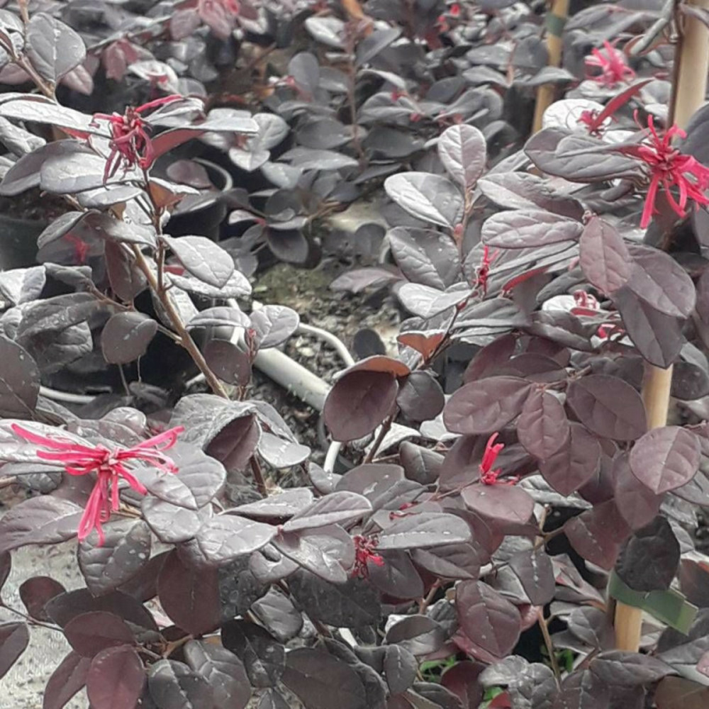 Loropetalum rouge de la marjorie®, loropétale pot de 7,5l - 40/60 cm