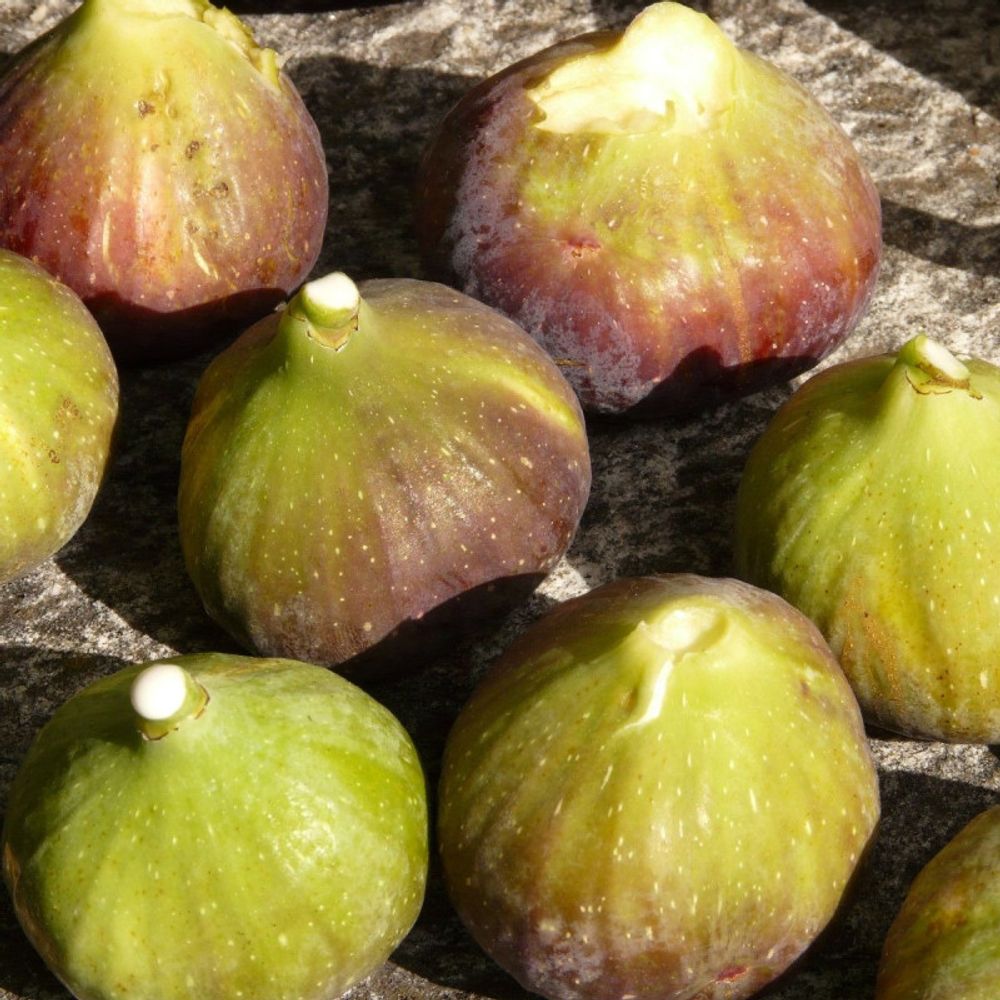 Figuier goutte d'or, ficus carica pot de 1,5l - 20/50 cm