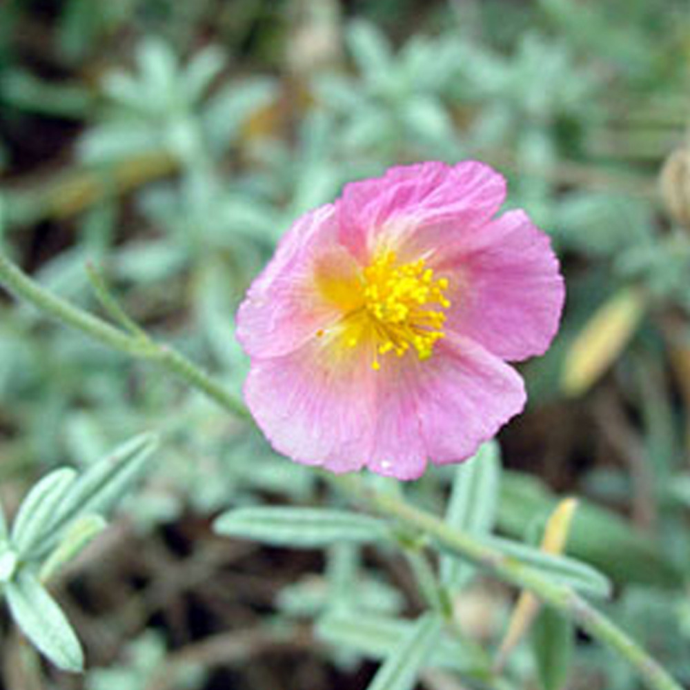 6 x hélianthème 'rhodanthe carn' - helianthemum 'rhodante carneum'  - godet 9cm x 9cm