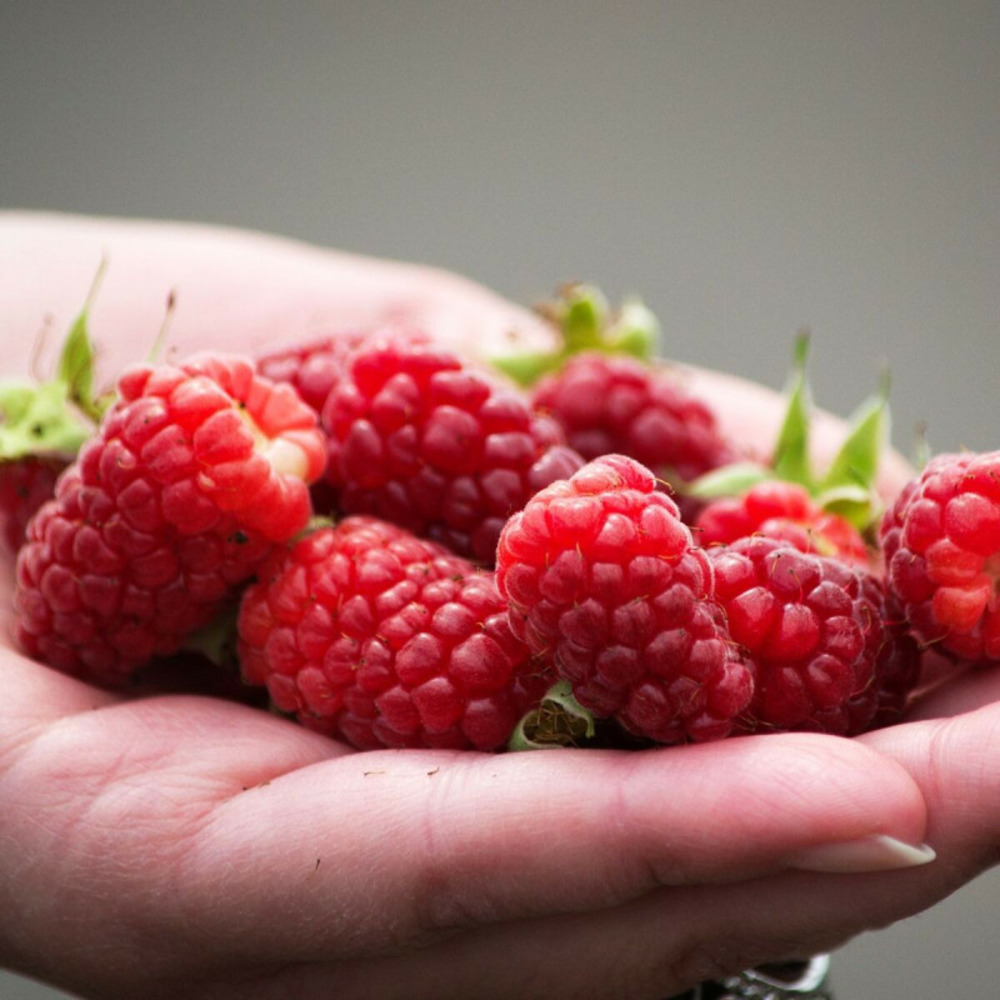 Mûre-framboise buckingham, tayberry pot de 1,5l - tuteur bambou 30/60 cm