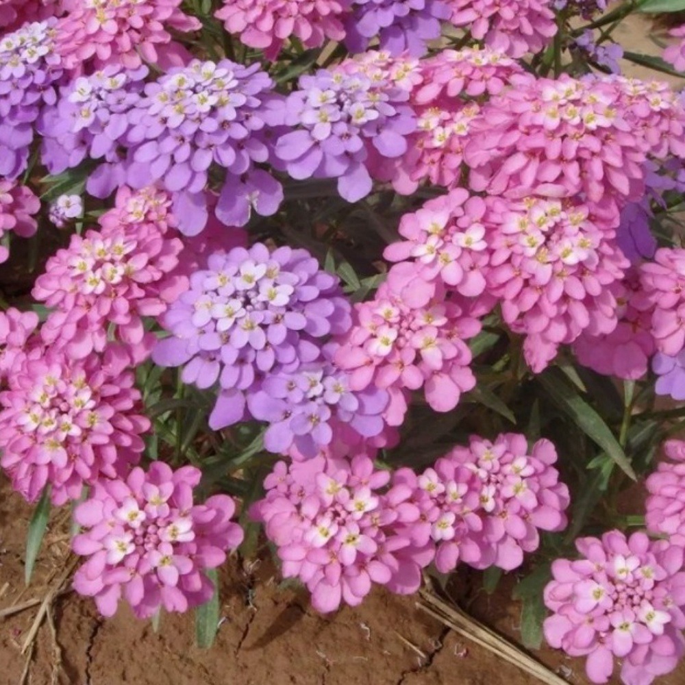 Graines de fleurs iberis umbellata couleurs mélangées environ 330 grains * 5 sachets