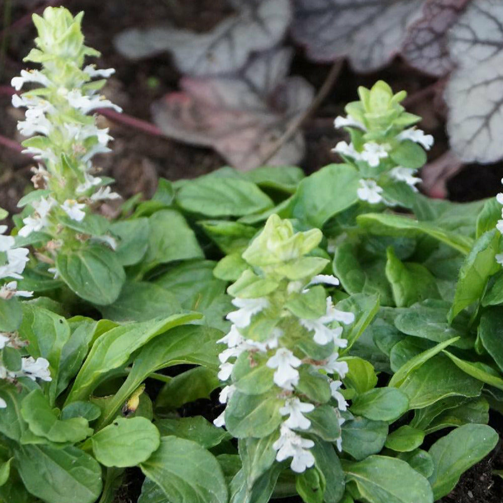 Bugle rampante alba - le pot / 8cm