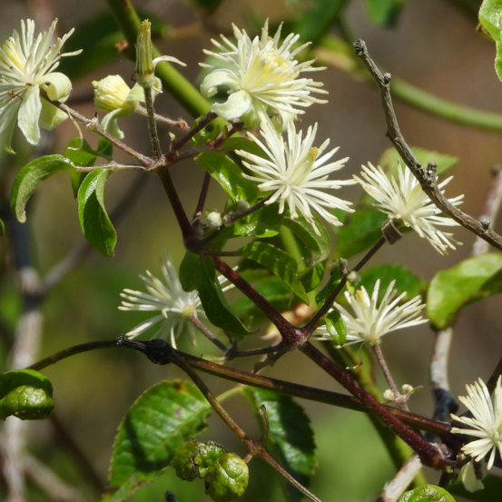 Clematite - clematis vitalba 70cm