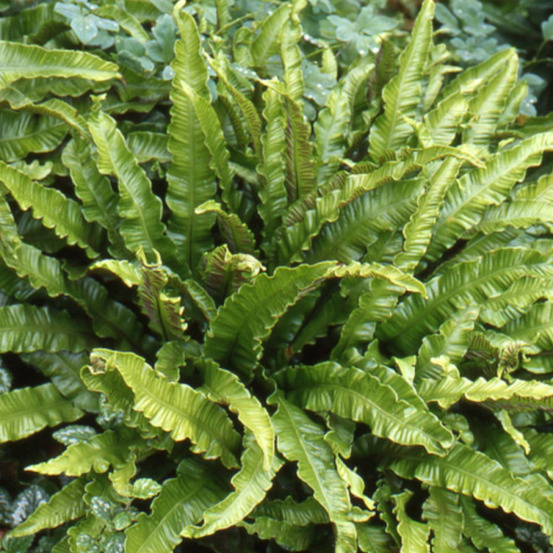 Fougère langue-de-cerf cristée lot de 9 godets