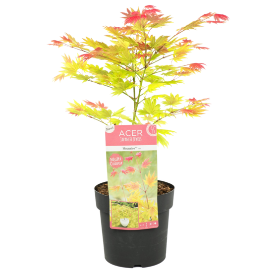 Acer shirasawanum 'moonrise' - érable du japon - plantes de jardin - 30-40 cm de haut - pot 15 cm
