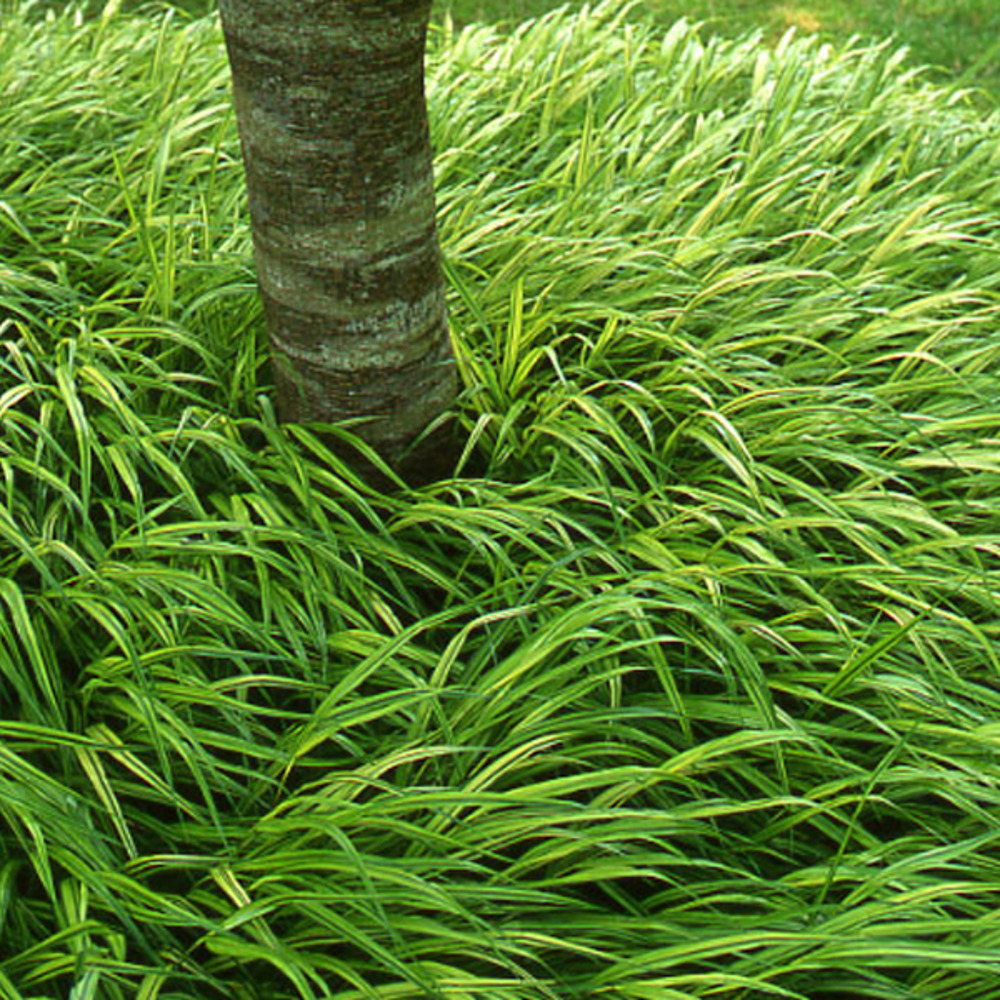 6 x herbe du japon - hakonechloa macra  - godet 9cm x 9cm