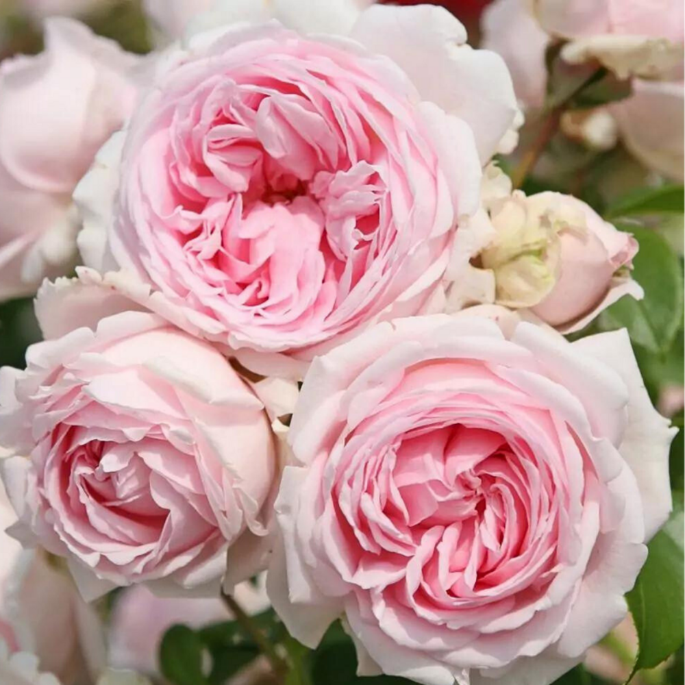 Rosier grimpant wellenspiel pétale rose