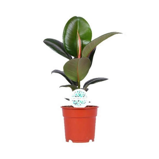 Ficus elastica robusta - h55 cm - ø17 cm