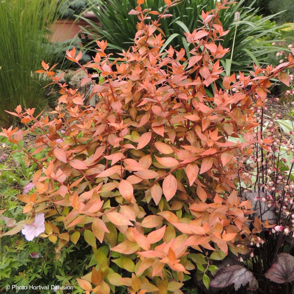Abelia grandiflora caramel charm - abélia à grandes fleurs pot de 3l/4l