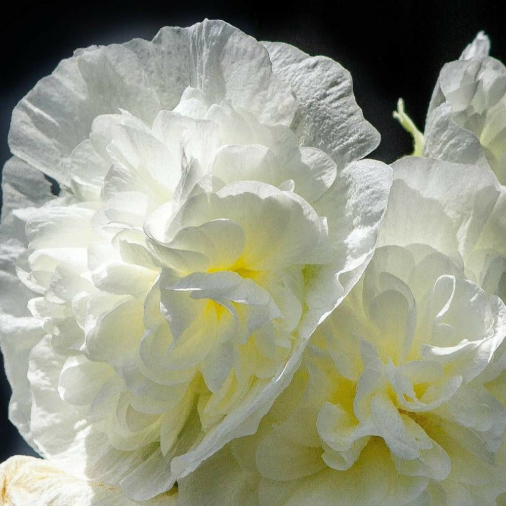 Rose trémière chater's double blanc godet - 5/20 cm