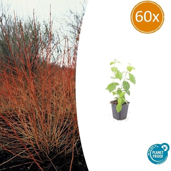 Cornouiller sanguin 'midwinter fire' x60 – entre 3,75 et 5m2