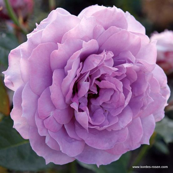 Kordes rose des fées - rosa 'novalis'