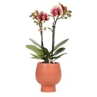 Orchidées colibri | orchidée phalaenopsis rouge jaune - espagne + pot ornemental scandic terre cuite - pot taille 9cm - 45cm haut