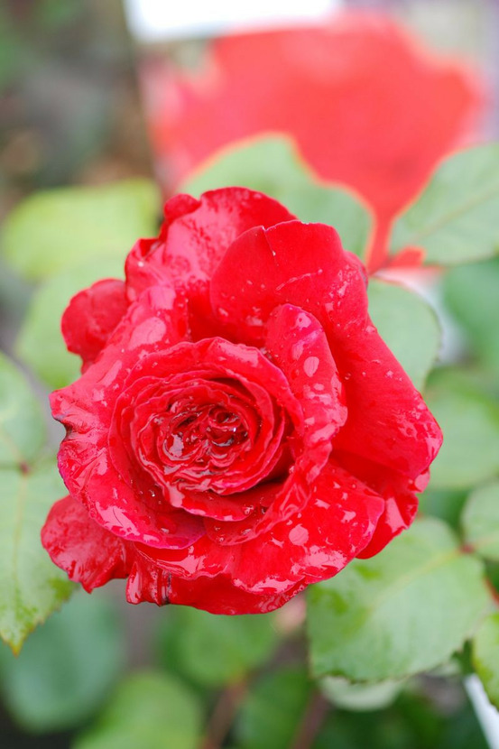 Rosier 'simone veil' - en pot de 5 litres