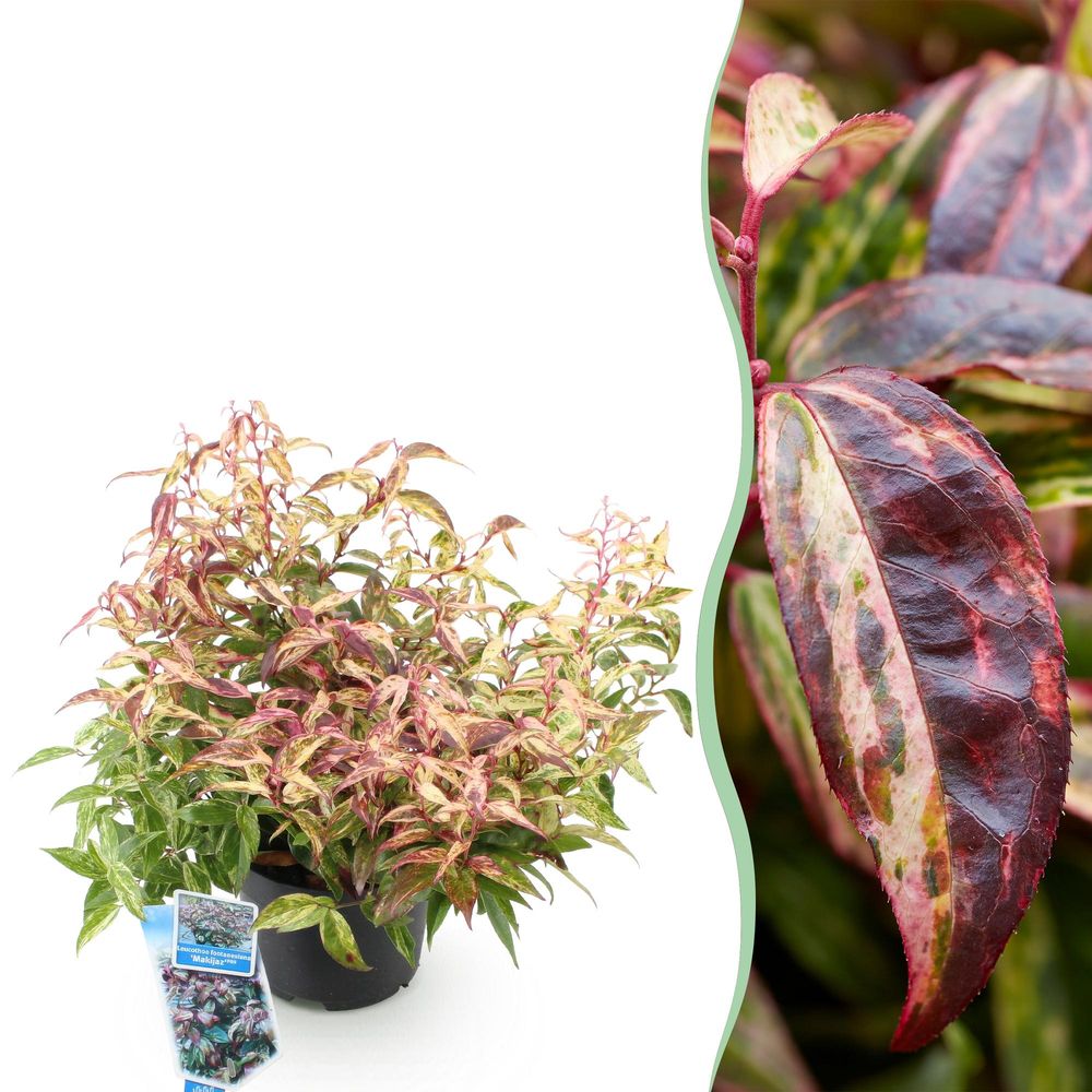 Leucothoé 'makijaz' - pot 17 cm - hauteur 40 cm