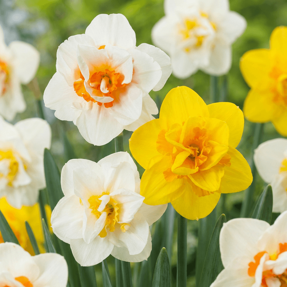 Narcisse double en mélange (narcissus) - floraison printanière - standard (10/12) - 240 bulbes