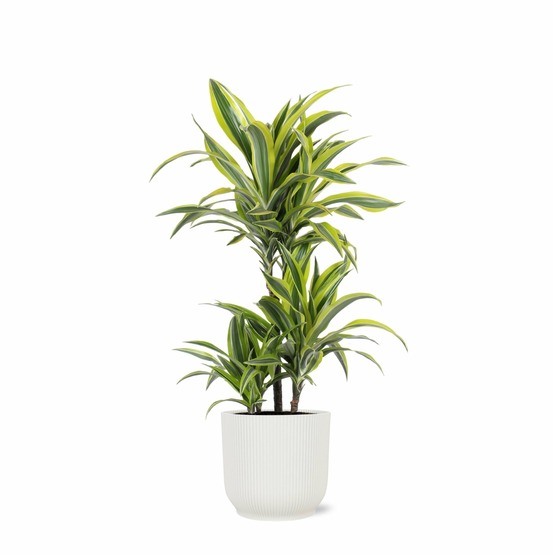 Dracaena lemon lime et son pot relief blanc - hauteur 65cm