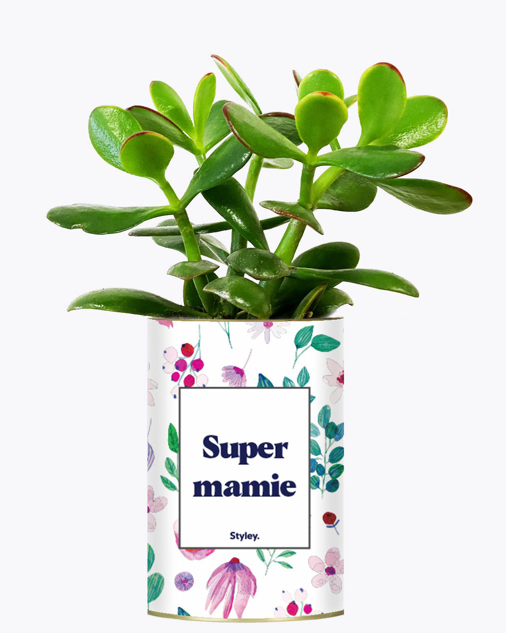 Plante à message - super mamie - cactus