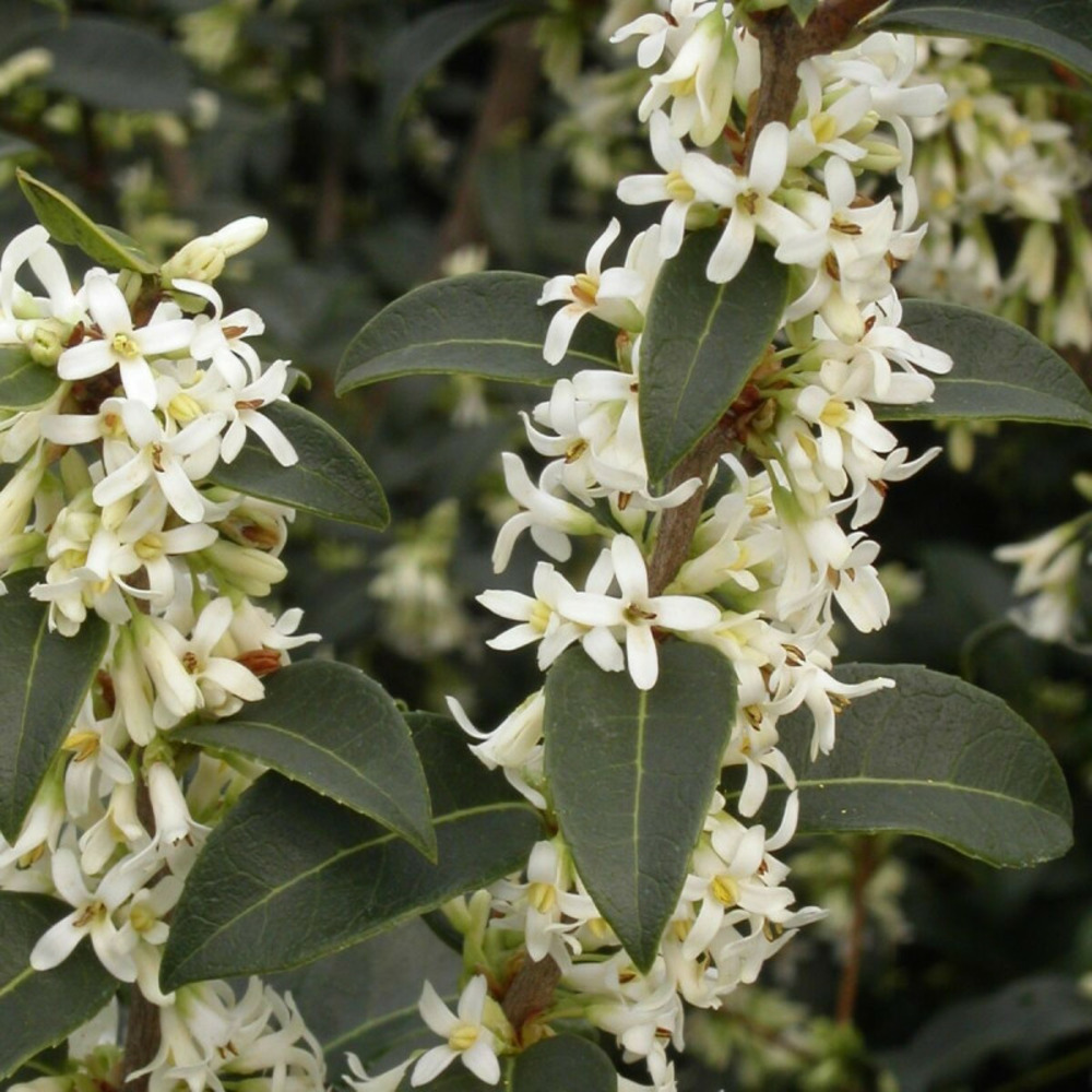 Osmanthe de burkwood, osmanthus pot de 7,5l - 60/80 cm