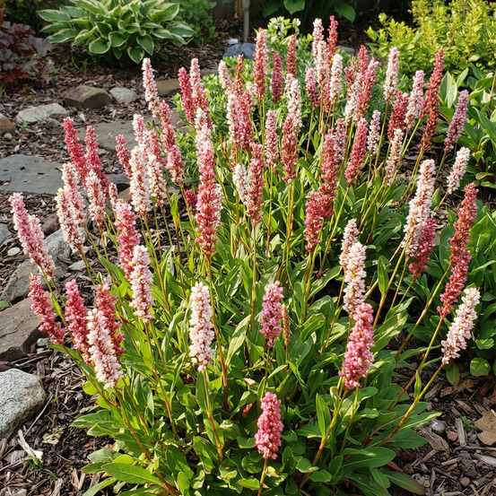 Lot de 6 - persicaria 'darjeeling red' - renouée - h. 10-20 cm