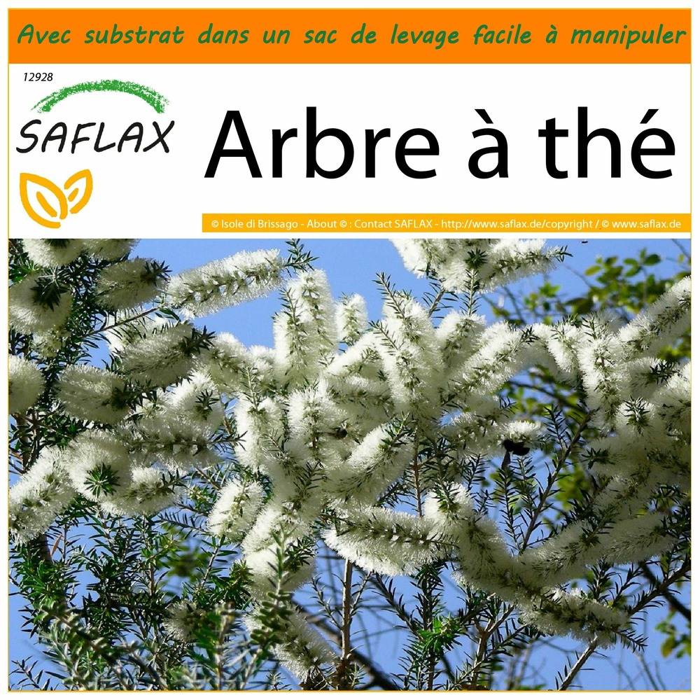 Garden in the bag - arbre à thé - 400 graines - melaleuca alternifolia
