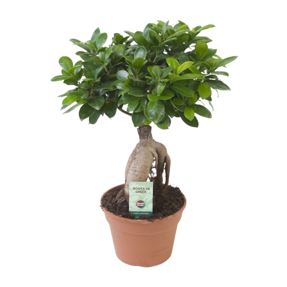Ficus ginseng - ø17cm - ↕40cm - plantes d'intérieur