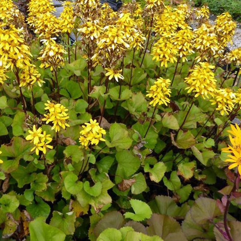 Ligularia hessei 'lanternchern' pot de 2l/3l