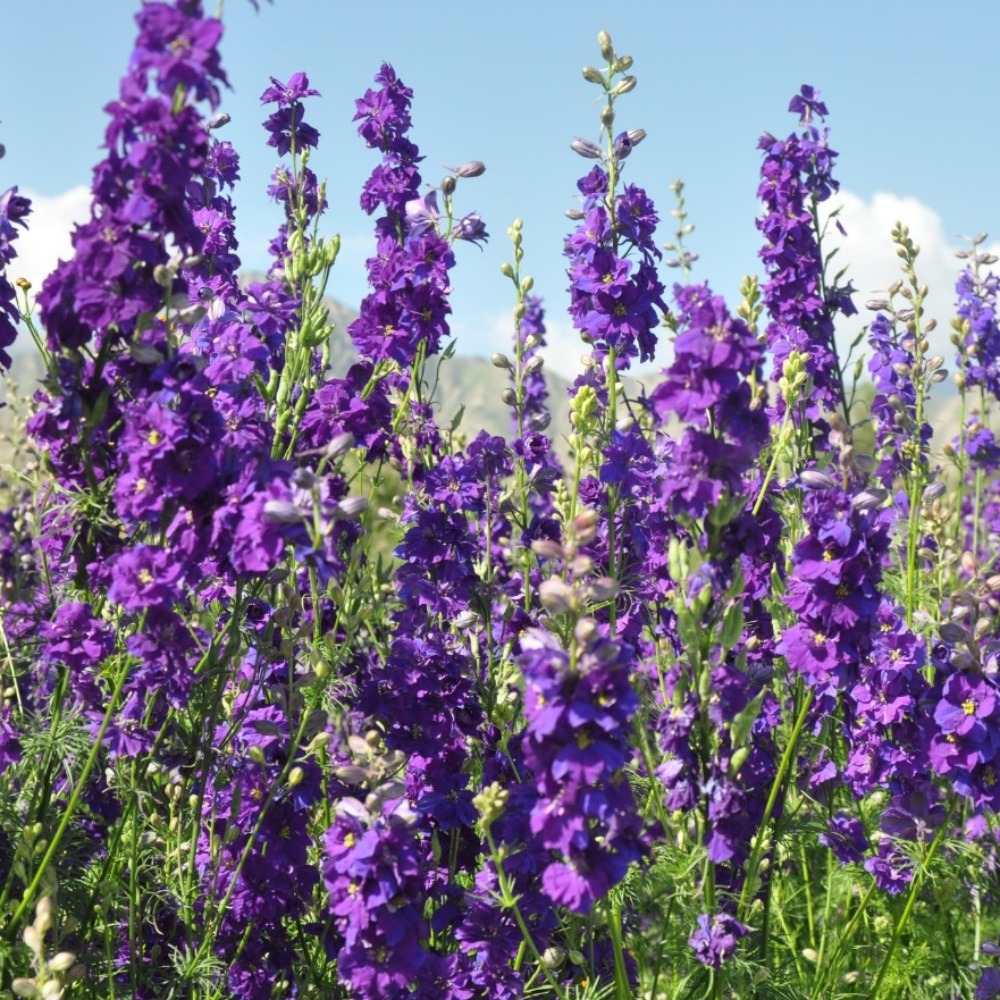 Graines de fleurs consolida ambigua couleurs mélangées environ 350 grains * 5 sachets