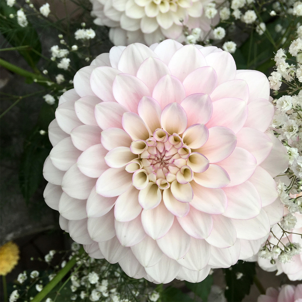 Dahlia balle 'janick's symphony' bulbe calibre i