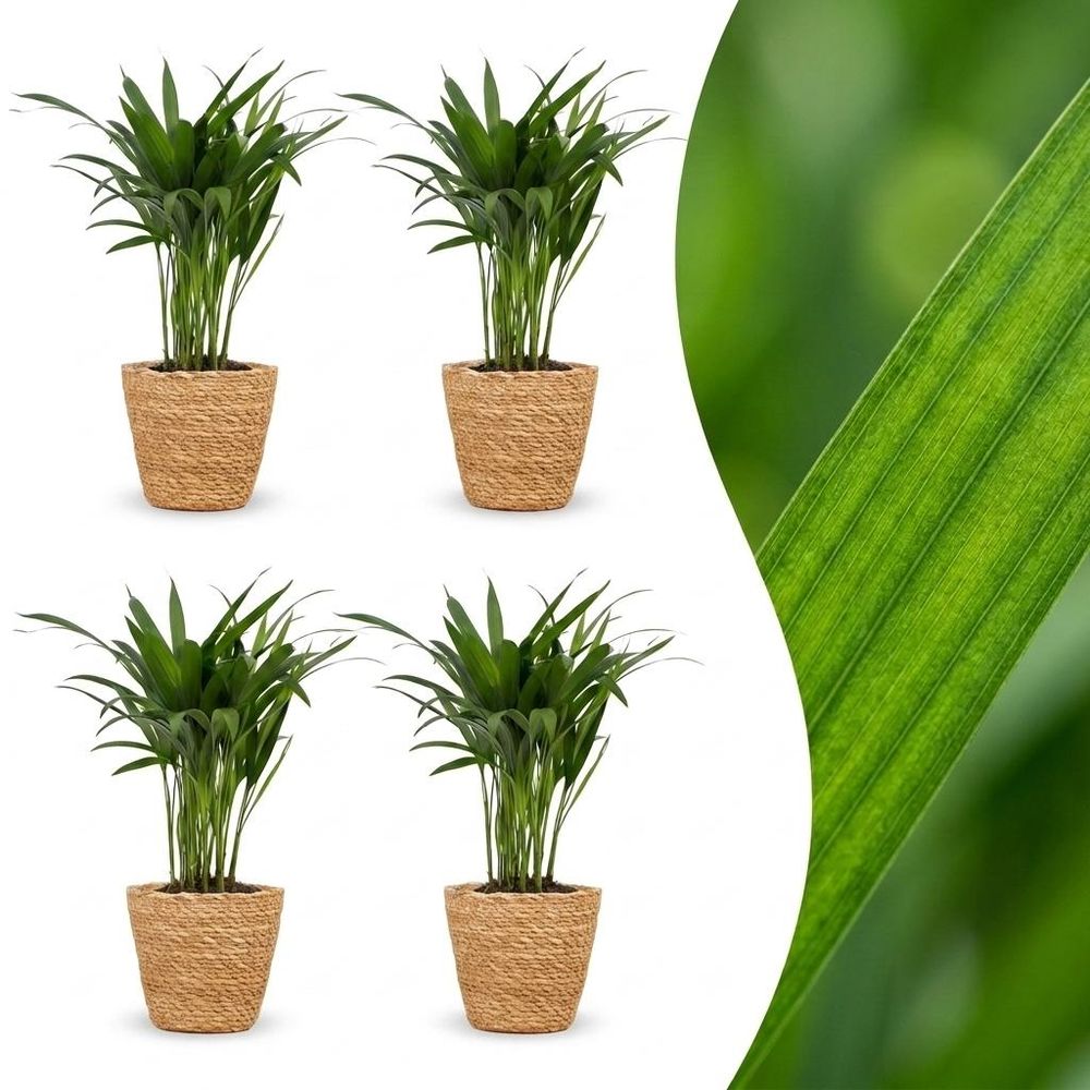 Areca lutescens - palmier areca - pot de 12cm