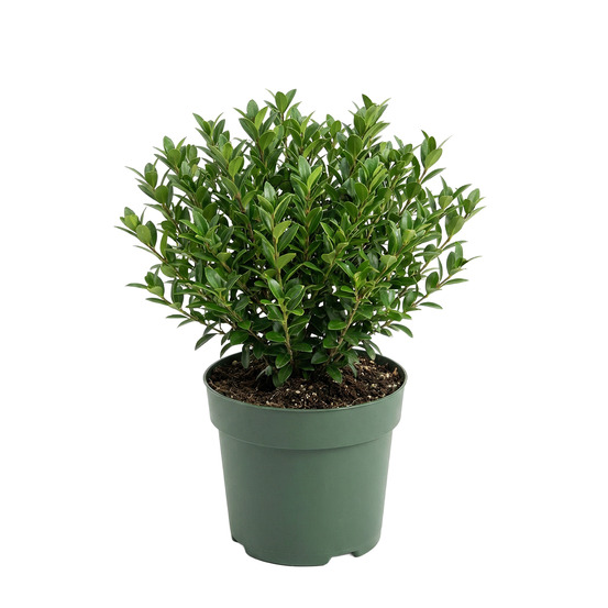 Ilex crenata jenny - houx du japon - h. 10-20 cm - p. Ø 10 cm