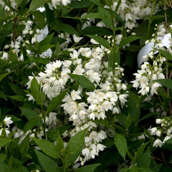 Deutzia gracilis pot de 4l/5l