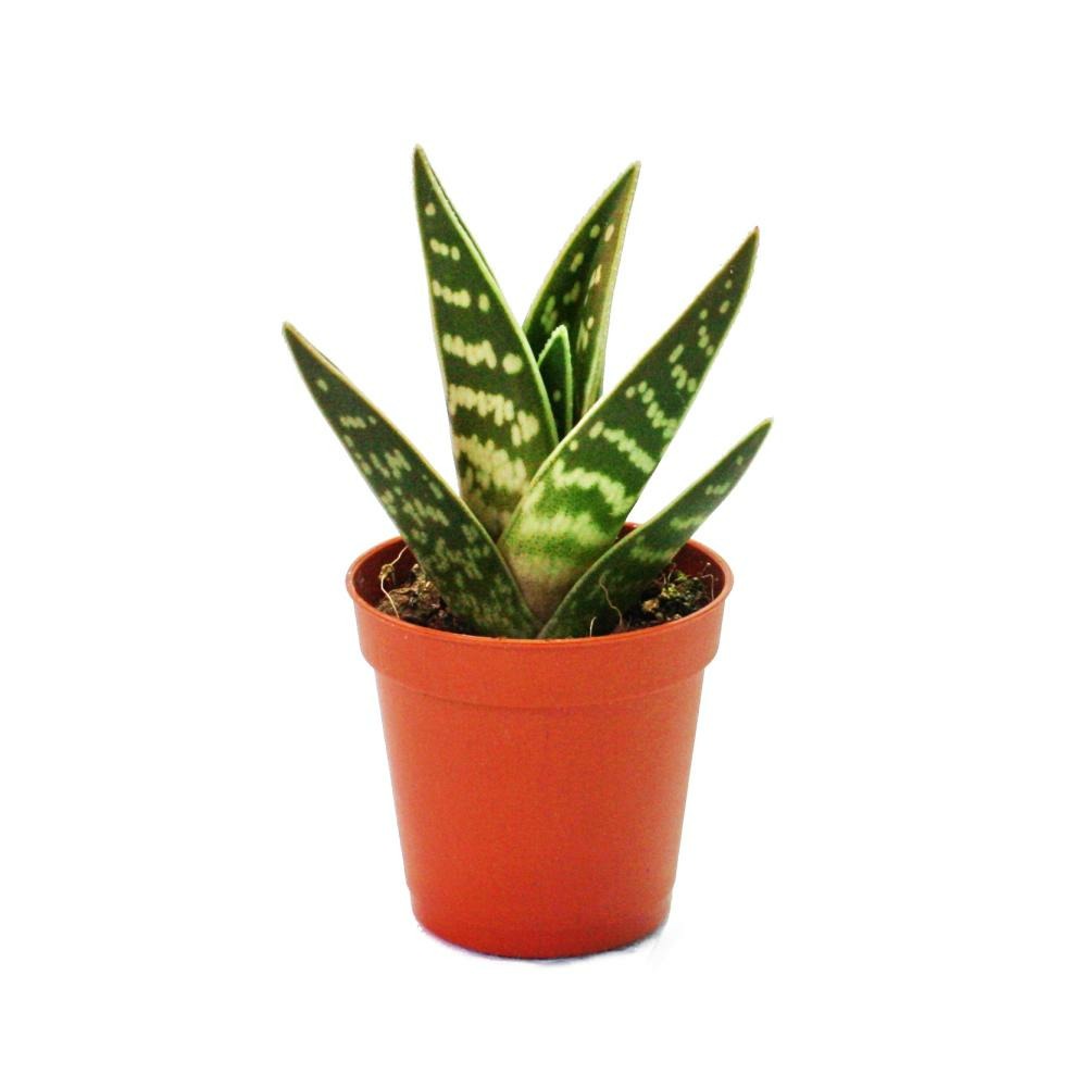 Aloe variegata - aloe vera - tiger aloe - plante de taille moyenne en pot de 8,5cm