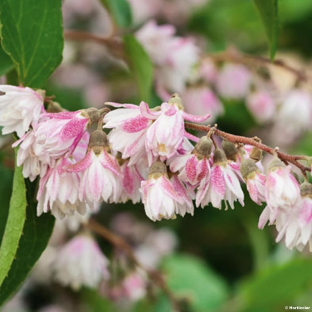 Deutzia scabra 'codsall pink' pot de 2l/3l