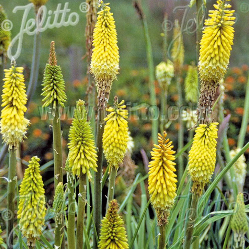 Kniphofia, tison de satan citrina lot de 5 godets