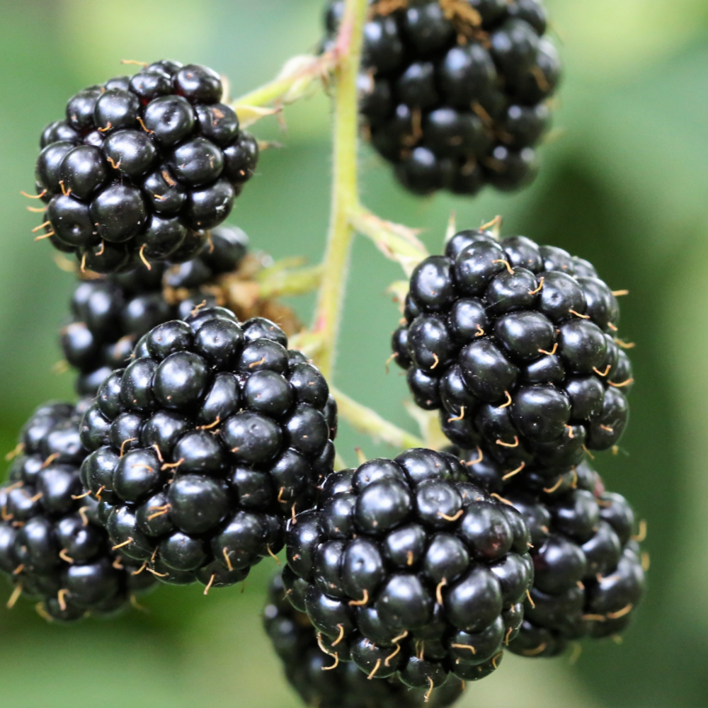 Mûrier thornless evergreen - rubus fruticosus thornless evergreen 50/60cm
