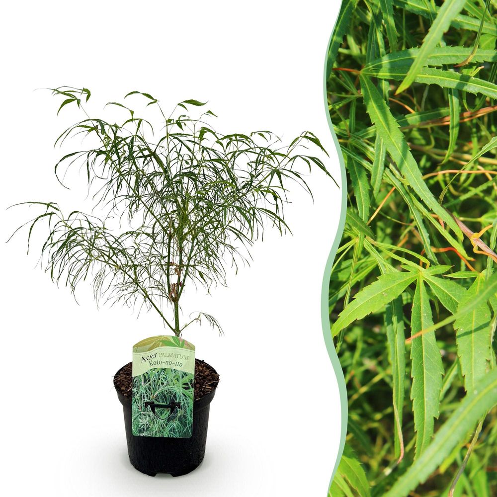 Érable du japon 'koto-no-ito' - pot 19 cm - hauteur 70 cm - plante d'extérieur