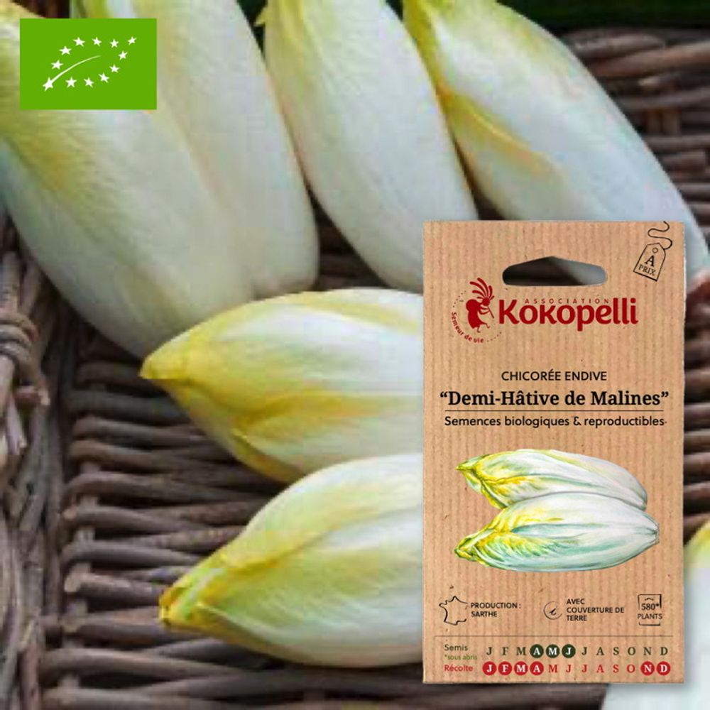 Chicorée endive demi-hâtive de malines- graines bio à semer