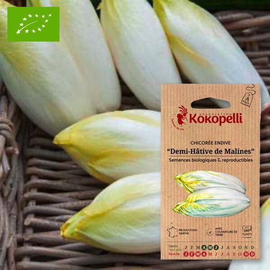 Chicorée endive de malines- graines bio à semer