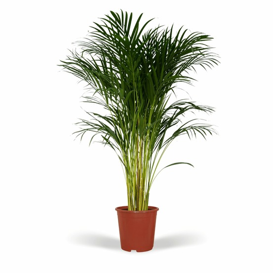 Dypsis lutescens - areca - h120 cm - ø24 cm