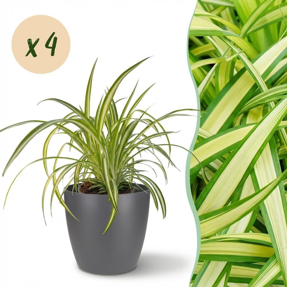 Chlorophytum comosum variegatum - pet-friendly - plante araignée - pot de 12cm - hauteur 20-30cm - plantes d'intérieur