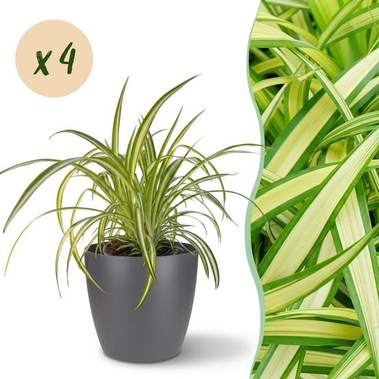 Chlorophytum comosum variegatum - pet-friendly - plante araignée - pot de 12cm - hauteur 20-30cm - plantes d'intérieur