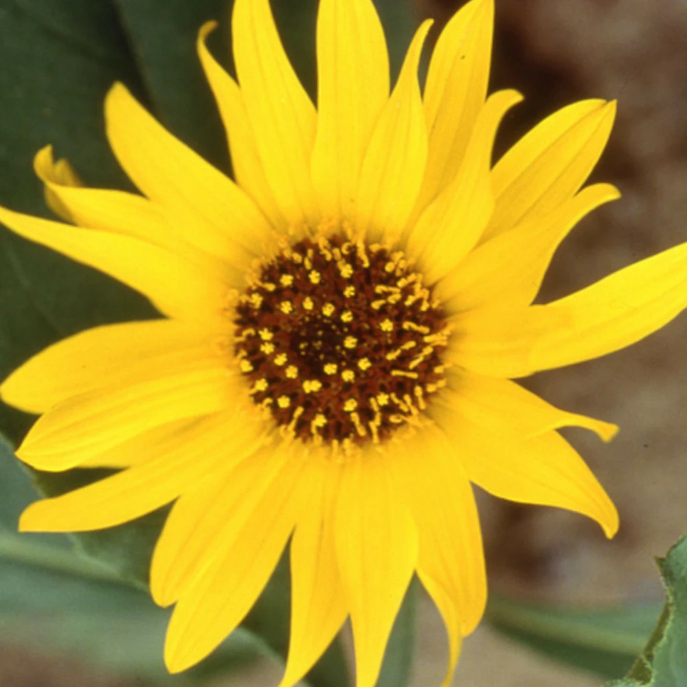 Hélianthe atrorubens (soleil) lot de 5 godets