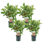 Weigela florida 'red prince' - set de 4  - arbuste - pot 17cm - hauteur 25-40cm