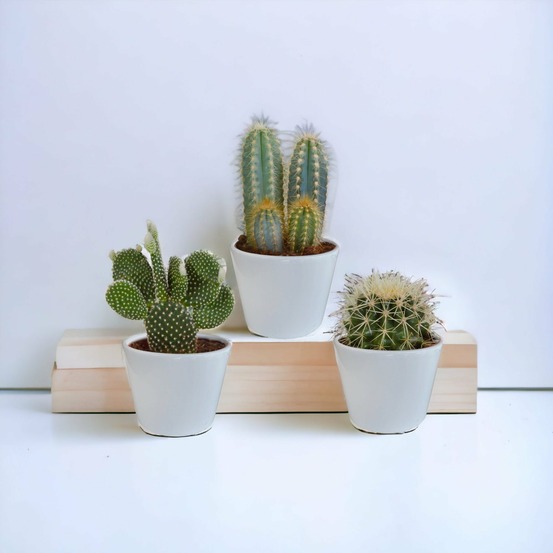 Coffret cactus et ses caches-pots blancs - lot de 3 plantes, h23cm